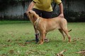 Matriz - Fila Brasileiro Dourado - Canil Singular - Fama Itanhandu